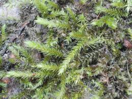 Attēlu rezultāti vaicājumam “Antitrichia curtipendula macro”