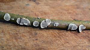 Attēlu rezultāti vaicājumam “Datronia mollis”