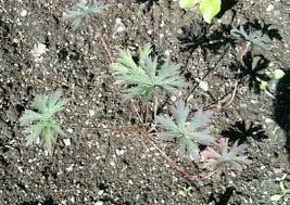 Image result for Geranium `Purple Haze`