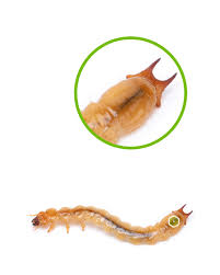 Attēlu rezultāti vaicājumam “Pyrochroidae larva”