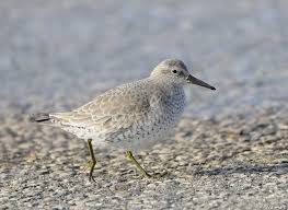 Attēlu rezultāti vaicājumam “Calidris canutus adult”