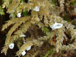 Attēlu rezultāti vaicājumam “Rimbachia neckerae”