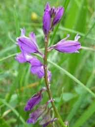 Attēlu rezultāti vaicājumam “Polygala vulgaris”