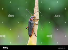 Attēlu rezultāti vaicājumam “Cantharis rustica”