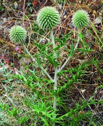 Attēlu rezultāti vaicājumam “Echinops sphaerocephalus”
