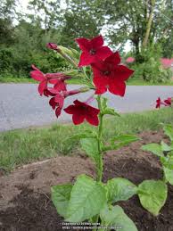 Image result for Nicotiana x sanderae