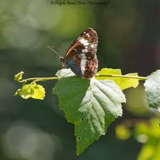 Attēlu rezultāti vaicājumam “Limenitis camilla upperside”