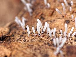 Attēlu rezultāti vaicājumam “Stemonitopsis typhina spores”