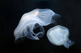 Attēlu rezultāti vaicājumam “Aurelia aurita”