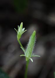Attēlu rezultāti vaicājumam “Oxalis corniculata fruit”