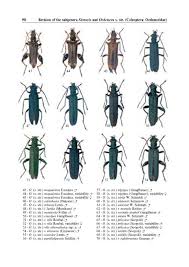 Attēlu rezultāti vaicājumam “Oedemera sp.”