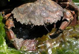 Image result for Carcinus maenas