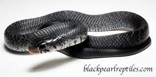 Attēlu rezultāti vaicājumam “Cribraria rubiginosa”