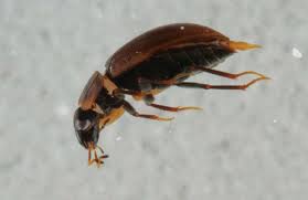 Attēlu rezultāti vaicājumam “Enochrus affinis”