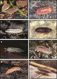 Attēlu rezultāti vaicājumam “Ligidium hypnorum”