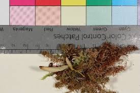 Attēlu rezultāti vaicājumam “Clavaria sphagnicola”