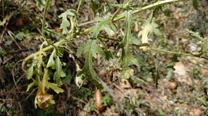 Attēlu rezultāti vaicājumam “Senecio viscosus fruit”