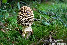 Attēlu rezultāti vaicājumam “Amanita regalis”