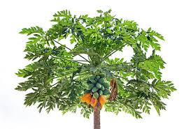 Image result for Carica papaya