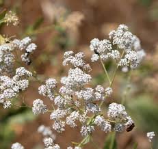 Attēlu rezultāti vaicājumam “Lepidium latifolium”