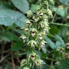 Attēlu rezultāti vaicājumam “Epipactis helleborine”