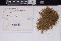 Attēlu rezultāti vaicājumam “Tomentypnum nitens”