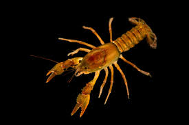 Attēlu rezultāti vaicājumam “Claustria didermoides macro”