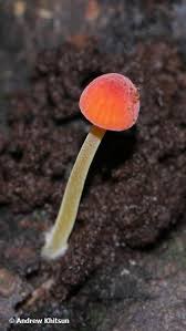 Attēlu rezultāti vaicājumam “Mycena acicula”