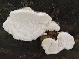 Attēlu rezultāti vaicājumam “Postia fragilis”