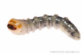 Attēlu rezultāti vaicājumam “Cerambycidae larva”