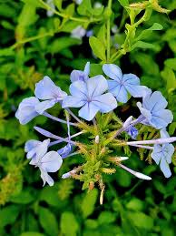 Attēlu rezultāti vaicājumam “Plumbaginaceae”