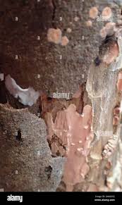 Attēlu rezultāti vaicājumam “Corticium roseum”