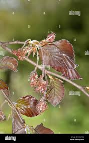 Attēlu rezultāti vaicājumam “Fagus sylvatica fo. purpurea male flower”