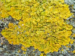 Attēlu rezultāti vaicājumam “Lichenoconium xanthoriae”