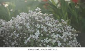Attēlu rezultāti vaicājumam “Gypsophila paniculata leaf”
