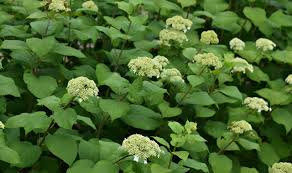Attēlu rezultāti vaicājumam “Hydrangea arborescens flower”