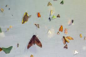 Attēlu rezultāti vaicājumam “Malachidae”