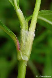 Attēlu rezultāti vaicājumam “Persicaria maculosa leaf”