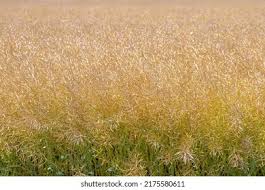 Attēlu rezultāti vaicājumam “Brassica napus fruit”