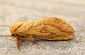 Attēlu rezultāti vaicājumam “Hepialus humuli female”