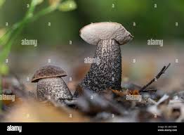 Attēlu rezultāti vaicājumam “Leccinum melaneum”