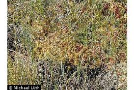 Attēlu rezultāti vaicājumam “Sphagnum papillosum”