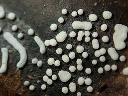 Attēlu rezultāti vaicājumam “Diderma effusum”