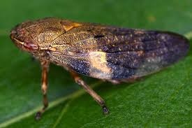 Attēlu rezultāti vaicājumam “Aphrophora alni”