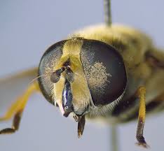 Attēlu rezultāti vaicājumam “Helophilus hybridus male”