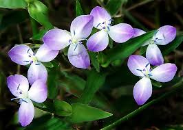 Attēlu rezultāti vaicājumam “Commelinaceae”