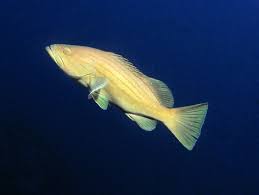 Image result for Epinephelus costae