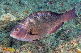 Image result for Calotomus carolinus