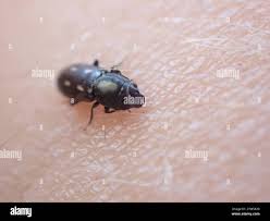 Attēlu rezultāti vaicājumam “Glischrochilus quadripunctatus imago”