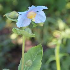 Image result for Scheinmohn